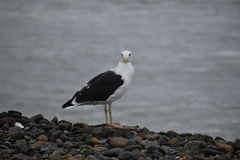 Larus dominicanus