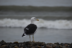 Larus dominicanus