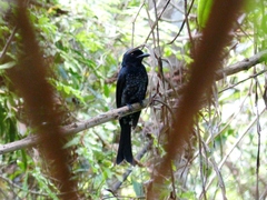 Dicrurus annectens