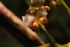 Megaphrynium gabonense