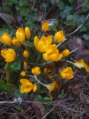 Crocus chrysanthus