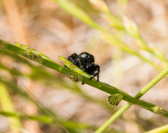 Phidippus johnsoni