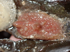Pyura microcosmus