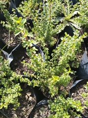 Holodiscus argenteus