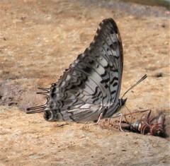 Charaxes achaemenes achaemenes