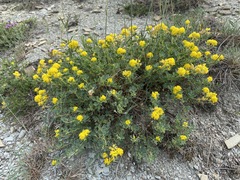 Medicago cretacea