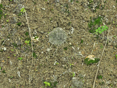 Liphistius malayanus