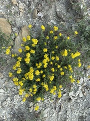 Medicago cretacea