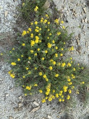 Medicago cretacea