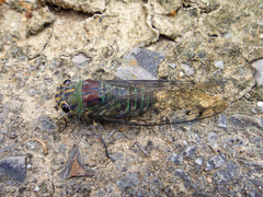 Orientopsaltria ruslani