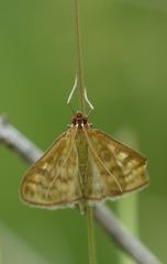 Mecyna flavalis