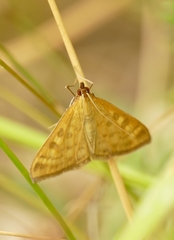 Mecyna flavalis