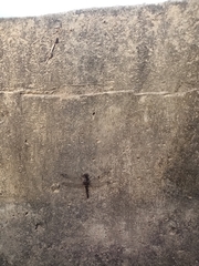 Bradinopyga strachani