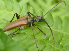 Stenocorus amurensis
