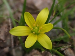 Gagea peduncularis