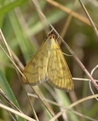 Mecyna flavalis