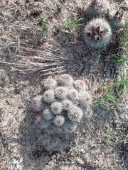 Parodia scopa