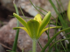 Gagea peduncularis