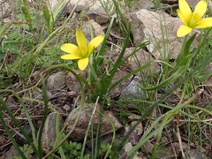 Gagea peduncularis
