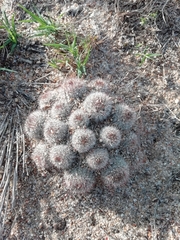Parodia scopa