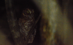 Megascops guatemalae