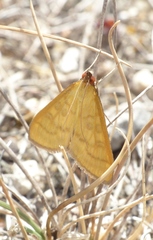 Mecyna flavalis