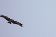 Aquila heliaca