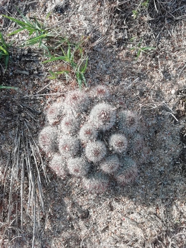 Image of Parodia scopa by (c) Agustina Medina, some rights reserved (CC BY)