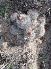Parodia scopa