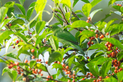 Chloropsis sonnerati