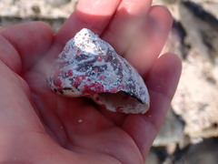 Homotrema rubrum