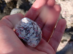 Homotrema rubrum