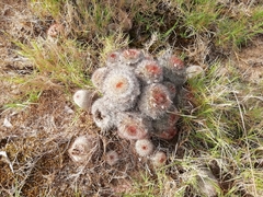 Parodia scopa