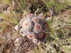 Parodia scopa