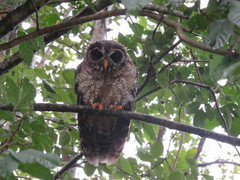 Strix woodfordii woodfordii