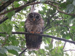 Strix woodfordii woodfordii