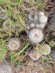 Parodia scopa
