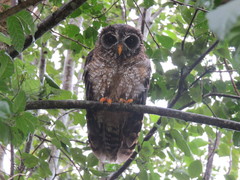 Strix woodfordii woodfordii