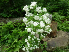 Deutzia parviflora