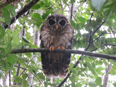 Strix woodfordii woodfordii