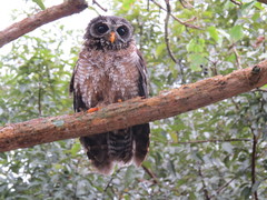 Strix woodfordii woodfordii