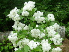 Deutzia parviflora