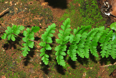 Cheilanthes hirta