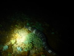 Conger cinereus