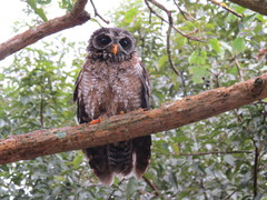 Strix woodfordii woodfordii