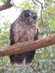 Strix woodfordii woodfordii