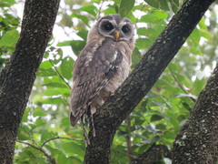Strix woodfordii woodfordii