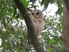 Strix woodfordii woodfordii