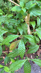 Psychotria nervosa