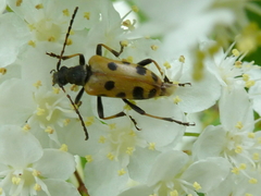 Brachyta sachalinensis